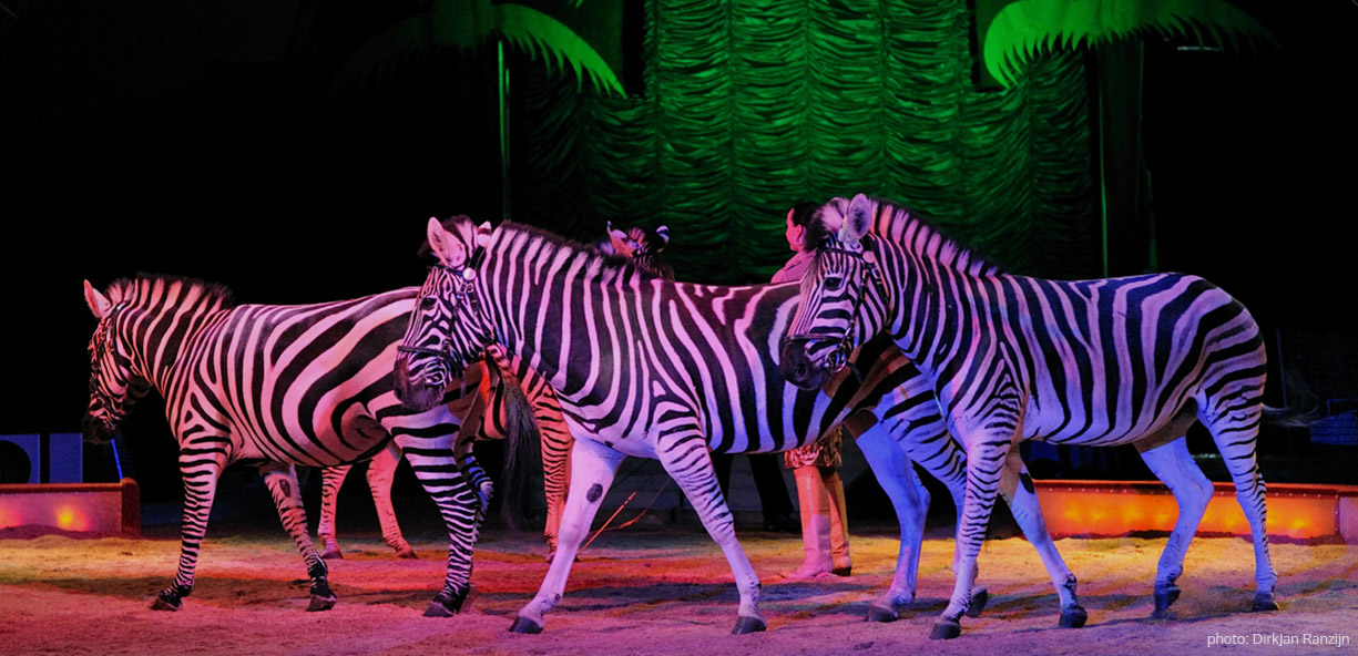 video zebra danse